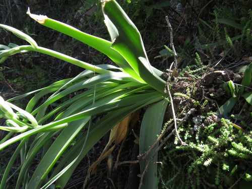Albuca deaconii