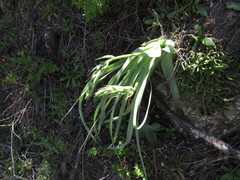 Albuca deaconii