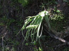 Albuca deaconii
