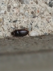 Archeocrypticus topali