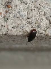 Archeocrypticus topali