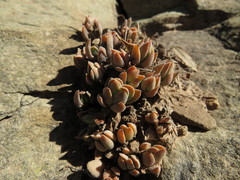 Crassula lanuginosa