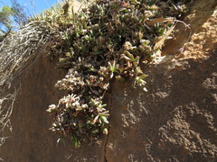 Delosperma calycinum