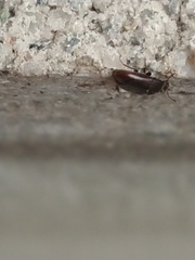 Archeocrypticus topali