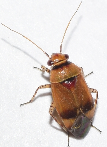 Camptozygum aequale (Villers, 1789)