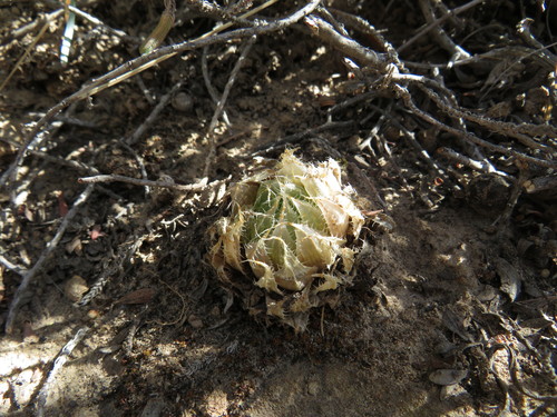 Haworthia bolusii