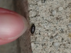 Archeocrypticus topali