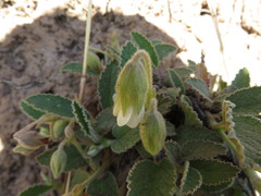 Hermannia geniculata