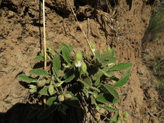 Hermannia geniculata