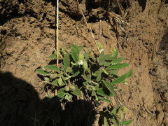 Hermannia geniculata