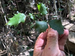 Alectryon subdentatus