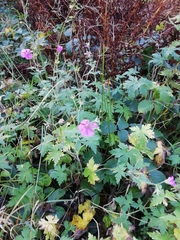 Geranium palustre