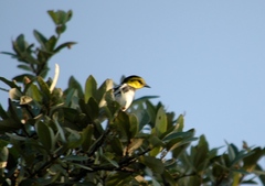 Setophaga chrysoparia