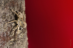 Saitis variegatus