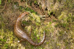 Sphenomorphus praesignis