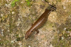 Sphenomorphus praesignis