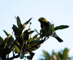 Setophaga chrysoparia