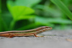 Takydromus viridipunctatus