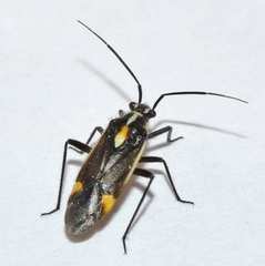 Capsodes sulcatus