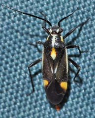 Capsodes sulcatus