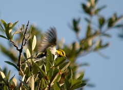 Setophaga chrysoparia