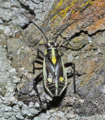 Capsodes sulcatus