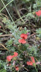 Indigofera glaucescens