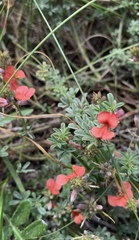 Indigofera glaucescens