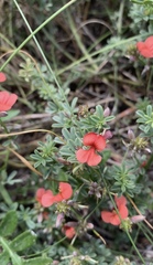 Indigofera glaucescens