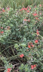 Indigofera glaucescens