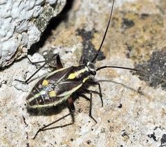Capsodes sulcatus