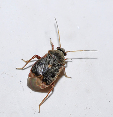 Charagochilus gyllenhalii