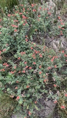 Indigofera glaucescens