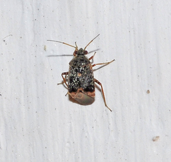 Charagochilus gyllenhalii