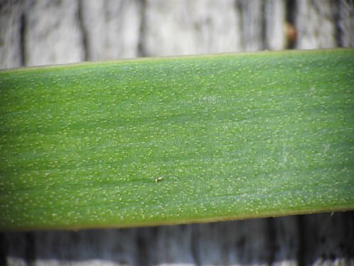 Xyris complanata