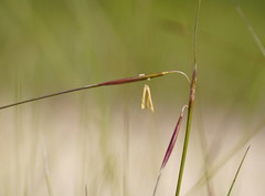 Austrostipa muelleri