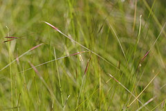 Austrostipa muelleri