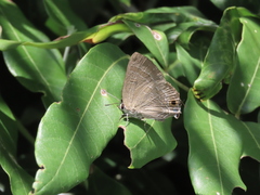 Deudorix epijarbas menesicles