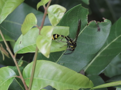 Phimenes flavopictus formosanus