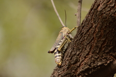 Phymateus baccatus