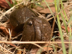 Onthophagus pallidipennis