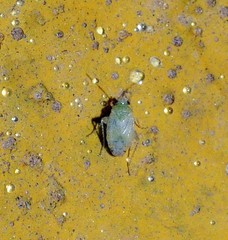 Compsidolon absinthii