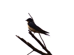 Hirundo dimidiata