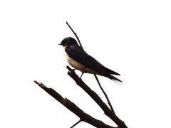 Hirundo dimidiata