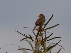 Cisticola fulvicapilla fulvicapilla