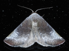 Mataeomera coccophaga