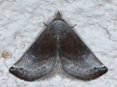 Mataeomera coccophaga