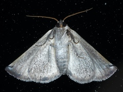 Mataeomera coccophaga