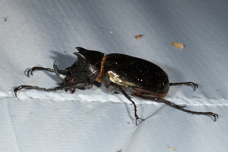 Chalcosoma chiron kirbyi from Fraser's Hill, Pahang, Malaysia on June ...