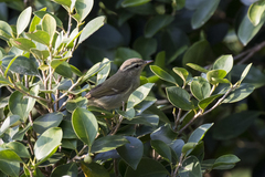 Phylloscopus borealis